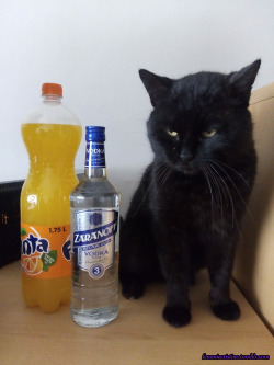 *Meow* my life is so sad =‘( but i will find happiness at bottom of this bottle tonight, I’m sure it’s must be hidden there =^-^= Cheers!