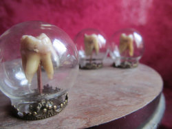 gentlemanwitch:Macabre Home Decor1 Human tooth in glass dome Maxillary molar keepsake 2 Taxidermy bat skeleton preserved large specimen 3 Taxidermy bat skeleton in a glass dome with bird skull bones and moss 4 Samara Gold Skull Candle5 Preserved