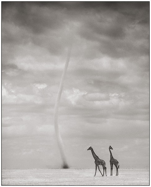 Nick Brandt’s fine art photography of the disappearing natural world of Africa. Selected books published: “On This Earth, A Shadow Falls”, “Across The Ravaged Land”. Solo exhibitions in museums & galleries around the