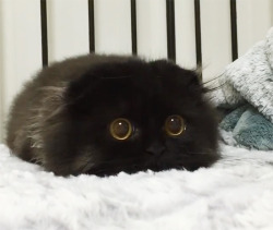 forthediapers:  merlinbabe:  haven-the-little:  OMG I WANT IT  Was wondering when this lil Tim Burton animal extra looking, big eyed   oh my lanta that is the cutest kitty ever
