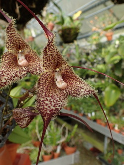 orchid-a-day: Dracula wallisii Syn.: Masdevallia wallisii; Masdevallia chimaera var. wallisii; Masdevallia burbidgeana; Dracula burbidgeana August 18, 2019  