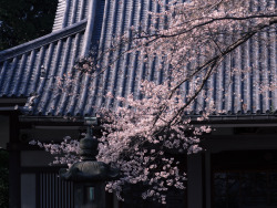 Fuckyeahjapanandkorea:  Cherry Blossoms At A Buddhism Temple (By Yuga Kurita) 