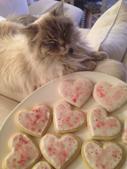 princess-peachie:  emilyember:me and leonardo baked sugar cookies.  He looks so proud and content that you made them together &lt;3