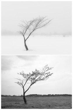 kiyoshi-yamaguchi-photography:  SILENCE - Life© Kiyoshi Yamaguchi