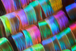 sixpenceee:  Macro photographs of butterfly wings taken by biochemist Linden Gledhill. 