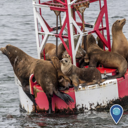 noaasanctuaries:  Tag yourself – which sea lion are you? California sea lions, like this bunch in Monterey Bay National Marine Sanctuary, are highly social marine mammals! They often find refuge on manmade structures such as piers and buoys, with big
