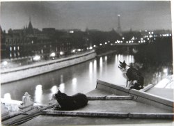 valsez:  Paris Cats at Night. 1954 Photographer: Robert Doisneau