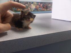masturbaedding:  awwww-cute:  Waiting for the vet  how do you even GET a cat this small???? cheat codes probably 