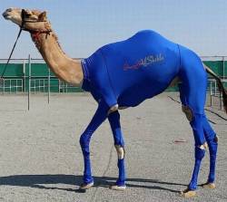 budgiebin:  ecmajor:  kawaiifluttershy:  @ecmajor  I wish there were more photos of spandex animal suits :C  why does this exist though?   http://www.alshibla.com/I’m pretty sure it’s for racing&hellip; it’s a compression suit i guess. I looked