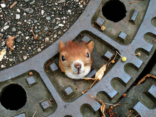 alltimesarahrae:  squirrel4lyfe:  awesome-picz:    Adorable Pics To Celebrate Squirrel Appreciation Day.  felt mandatory that I reblog this 