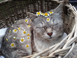 coltre:  letsgetdaydrunkoffredwine:  coltre:  I covered my cat in flowers  prettiest kitty in all the land  True, true 