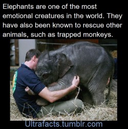 baby-make-it-hurt:  peace-love-rough-sex:  gleaux:  ultrafacts:  1017sosa300:  ultrafacts:   Sources: 1 2 3 4 5 6 7 8 9 10   Follow Ultrafacts for more facts   baby elephants are so CUTE  Adding more elephant facts to the compilation! Sources: [1] [2]