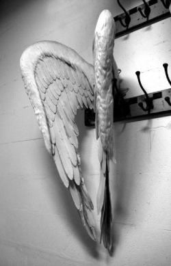 mysecret-eden:  jamesbondohoh7:  mysecret-eden   Found them Sis! :)  My innocent wings … need to get my sinful wings too bro  😉