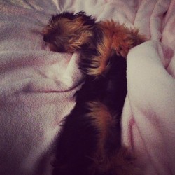 Se supone q sea mi enfermera pero esta mas comoda en mi cama q na! Ella! Es q hay q amarla! #puppy