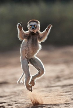 Dance like no one is watching (Verreaux’s Sifaka lemur, Madagascar)