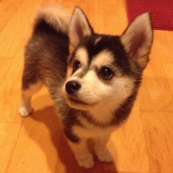psyched-over-sykes:   CORGI HUSKY MIXED. THEY STAY THAT LITTLE IM DYINGGGG 