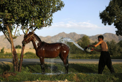 atlanticinfocus:  From Afghanistan: September 2013, one of 34 photos. Here, a man washes his horse in Kabul, Afghanistan, on August 4, 2013. (Reuters/Mohammad Ismail) 