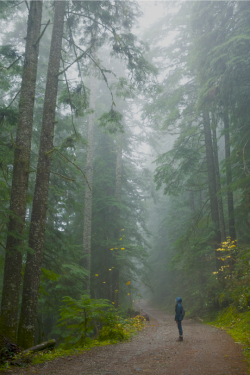 expressions-of-nature:  Opal Creek Ancient