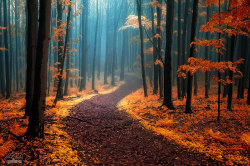 cybernetic-catriarch:  asylum-art:  Magical Paths Begging To Be Walked Roads and paths pervade our literature, poetry, artwork, linguistic expressions and music. Even photographers can’t keep their eyes (and lenses) off of a beautiful road or path,