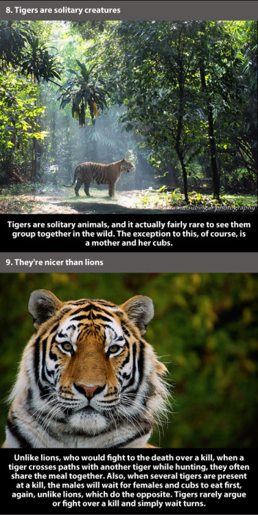 trendingly:  21 Amazing Facts About Tigers 