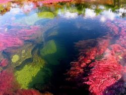  The Most Colorful River in the World For most of the year, Caño Cristales in Colombia looks like any other river: a bed of rocks covered in dull green mosses are visible below a cool, clear current. However, for a brief period of time every year, the