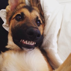 awwww-cute:  Say cheese! (Source: http://ift.tt/1HFVslF)