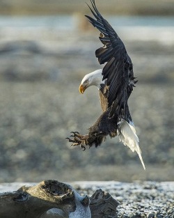 geographicwild:. Photography by © (Chris Desborough).Bald eagle using its full body as an air brake. #bald #eagle #wildlife #BaldEagle