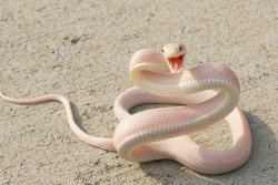 the-red-turtle:  is it just me but dose this snake look really happy?