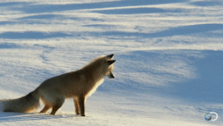 cineraria:  Fox Dives Headfirst Into Snow | North America - YouTube 