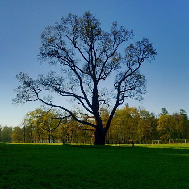 #Gatchina #May / #Old #Oak in #Imperial #park #landscape #photography  #tree #trees