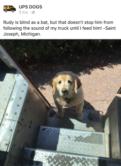 tastefullyoffensive:  There’s a Facebook page where UPS drivers post about pets they come across.