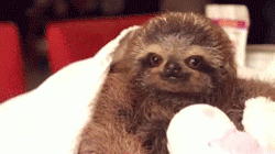 so-many-phan-feels:  why the fuck does a baby sloth speak to me on such an emotional level 