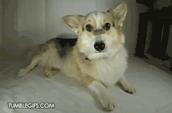 premium-gifs:  Dog eating in slow motion.