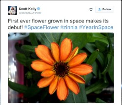 the-errant-mycorrhizae:  First flower ever grown in space bloomed today! 