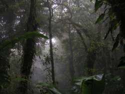 oviz: Monteverde Cloud Forest