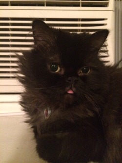 nataliemeansnice:  my roommate’s cat is named ‘muffin purrfect angel’ and i’m pretty sure she is the right hand of satan. 