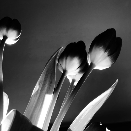 trevorme:  Tulips