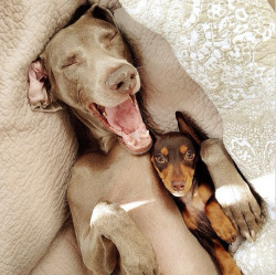 laughingsquid:  Harlow the Weimaraner and Indi the Dachshund Are Best Friends  Nice