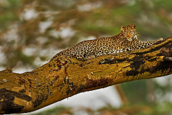 Earthlynation:  Leopard By Catman-Suha 