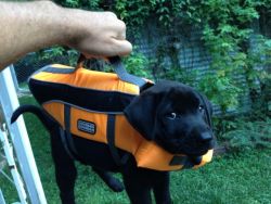 diacrit:  hanesonly:  I almost forgot my briefcase!  it contains important lab results