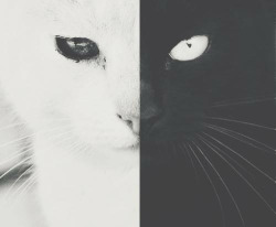holdudown:  i5x:  Black and white cat  myworld♡