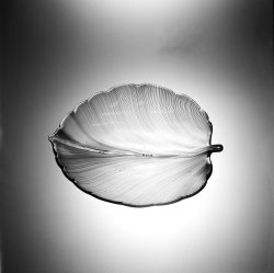 Cmog:  Leaf-Shaped Bowl, Venini Glassworks; Tyra C. Lundgren, Murano, Venice, Italy,