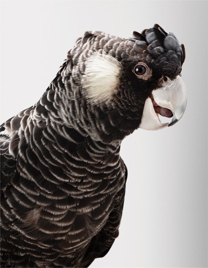 fetusinfetu:  Biloela — Wild Cockatoos, adult photos