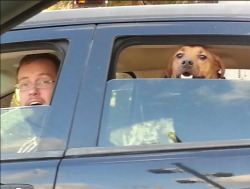 setheverman:  awwww-cute:  The moment my dog (and husband) realized I was in the car beside him  Your dog and husband looks do happy. Who the hell is that guy with glasses tho? 