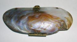 Shell purses became popularized in the nineteenth century when the Victorian love of the natural world was married with the advances in technology that provided the middle class with the opportunity to take more holidays to distant shores. Shell purses