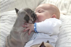 unicorn-meat-is-too-mainstream:  Adorable Baby Cuddles Up with French Bulldog Puppies 