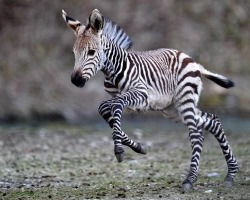 Hot to trot (Zebra foal)
