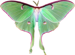 transparent-flowers:  Luna moth. 