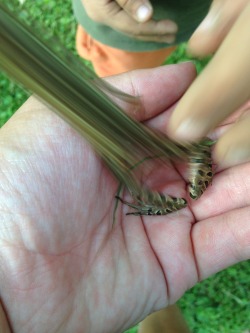 catbountry:  the-hoody-geek:  villain-kin:  aregulartomsawyer:  THE COOLEST PHOTO I HAVE EVERY TAKEN! A FROG JUMPED RIGHT WHEN I TOOK A PICTURE!!  NYOO OM  Frog has entered warp speed  Nice smear frame.  hazamada