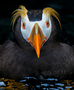Puffin on Flickr. Puffin Imaged at the Oregon Coast Aquarium, Newport OR